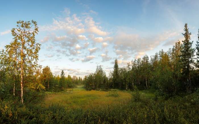 early morning in the northern forest siberia russia picture id1173139209 1